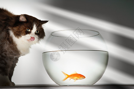猫在Fishbowl看金鱼猫科宠物危险鲢鱼哺乳动物鲮鱼水族箱兴趣好奇心欲望图片