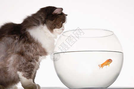 猫在Fishbowl看金鱼鲫鱼危险水族箱兴趣鲤形鲤鱼鲮鱼动物哺乳动物好奇心图片