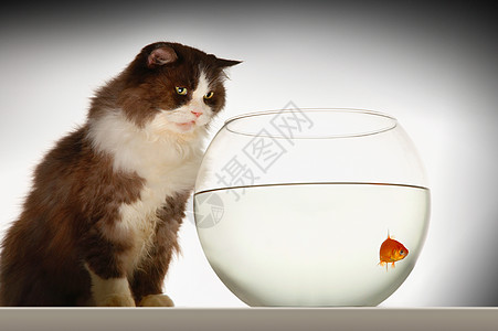 猫在Fishbowl看金鱼欲望鱼缸鲤鱼危险兴趣鲤形哺乳动物家畜动物宠物图片