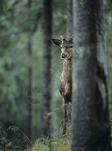 森林鹿摄影哺乳动物野生动物动物林地自然世界树木森林鹿角荒野背景图片
