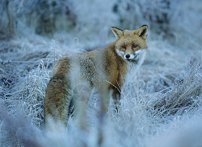 福克斯站在冰霜覆盖的草地上背景图片