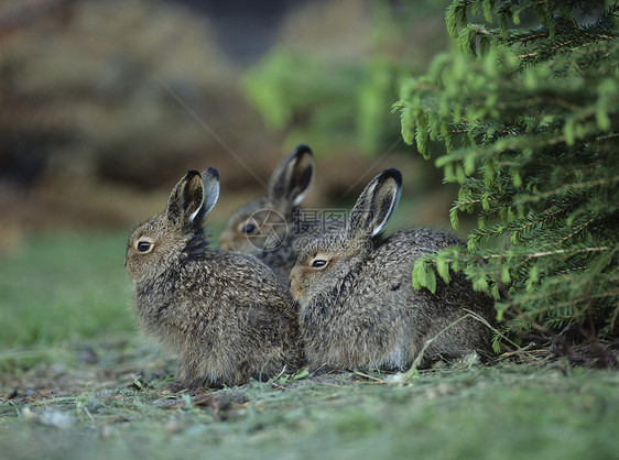 三只兔子坐在布什旁边图片
