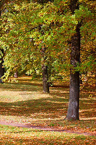园圃和林林 秋天有金枣树叶公园金子横梁太阳木头场景农村晴天光束阳光图片