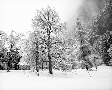 瑞士  2009年冬季暴风雪风景时代树木时光冬令天气图片