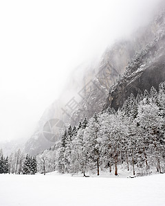 瑞士  2009年冬季时代树木天气暴风雪冬令风景时光图片