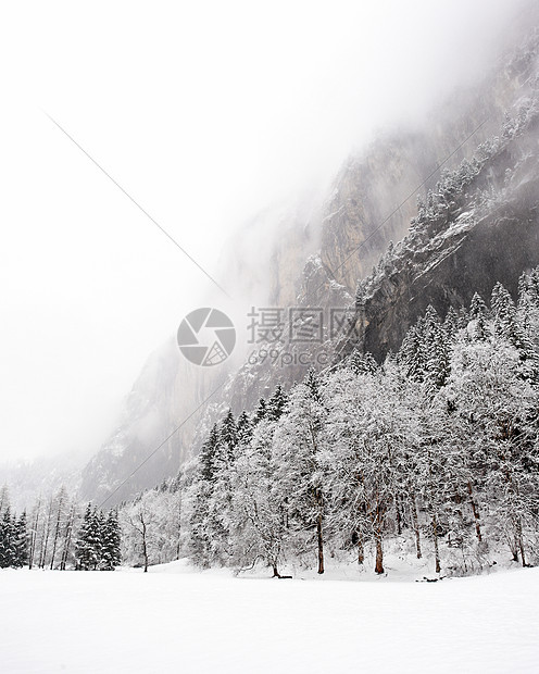 瑞士  2009年冬季时代树木天气暴风雪冬令风景时光图片