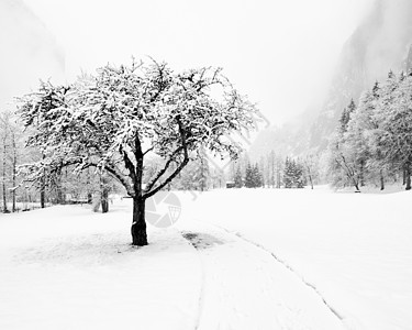 瑞士  2009年冬季天气时光风景冬令树木暴风雪时代图片