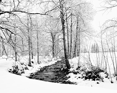 瑞士  2009年冬季时代天气时光暴风雪冬令风景树木图片
