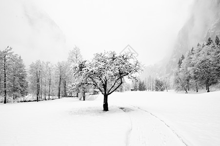 瑞士  2009年冬季树木时代冬令暴风雪天气风景时光图片