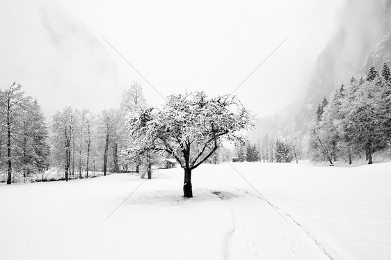 瑞士  2009年冬季树木时代冬令暴风雪天气风景时光图片