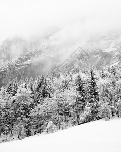 瑞士  2009年冬季时代风景树木暴风雪冬令天气时光图片