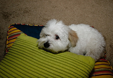 图图尔阿奥尔州哺乳动物犬类宠物毛皮棉花动物白色朋友图片