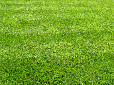 绿草背景牧场草原植物地面植被绿色植物群色调花园单子图片