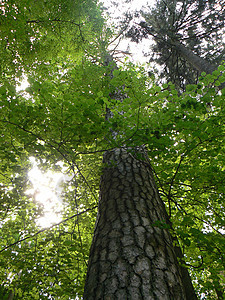 旧树森林场地木头植物绿灯公园图片