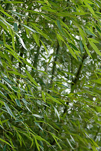 竹子木头环境热带场景植物群文化叶子植物学绿色风景图片