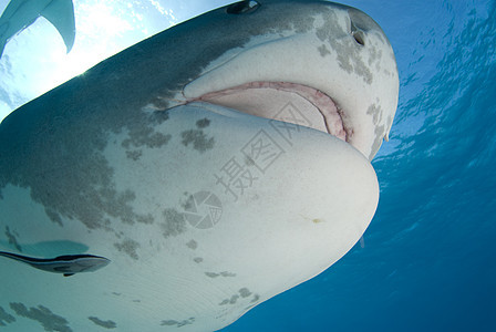 老虎鲨鱼紧闭嘴唇图片
