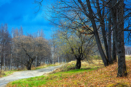 秋天风景  森林和老路图片