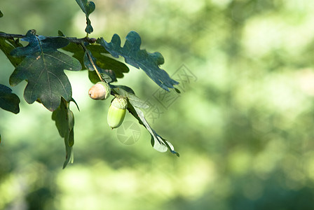 橡角植物橡木坚果叶子绿色季节图片