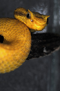 蛇-138图片