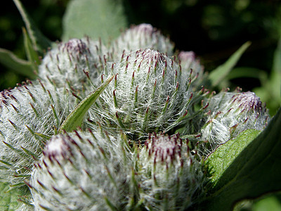 混凝土花丝植物菊科背景图片
