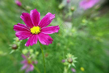 美丽的花朵幸福植物运气气流生活图片