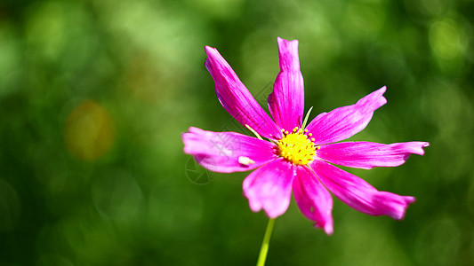 美丽的花朵生活植物运气气流幸福图片