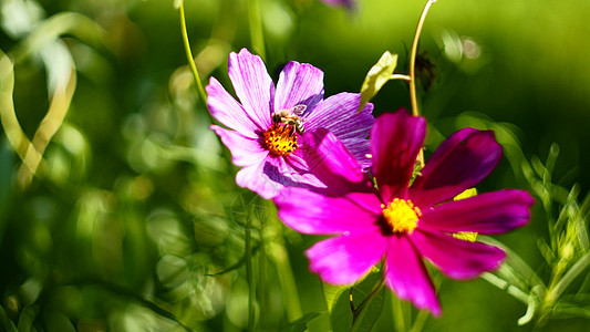 美丽的花朵生活幸福运气植物气流图片