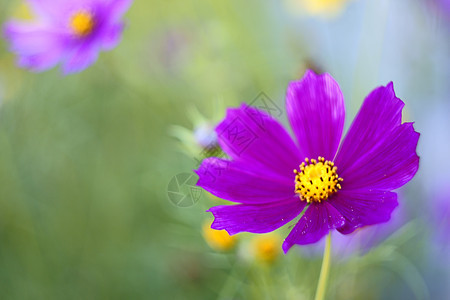 美丽的花朵气流运气幸福蓝色生活植物图片