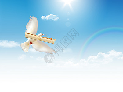 鸽子和字母优美翅膀太阳飞行天空蓝色羽毛信仰黑色自由图片