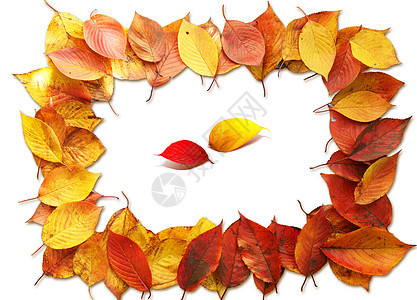 秋季花园植物群树叶季节天气分支机构国家麦田天空花束图片