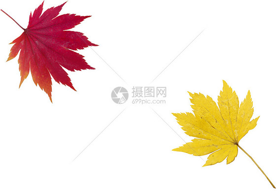 红叶和黄叶植物花园天气天空麦田树叶环境花店国家森林图片