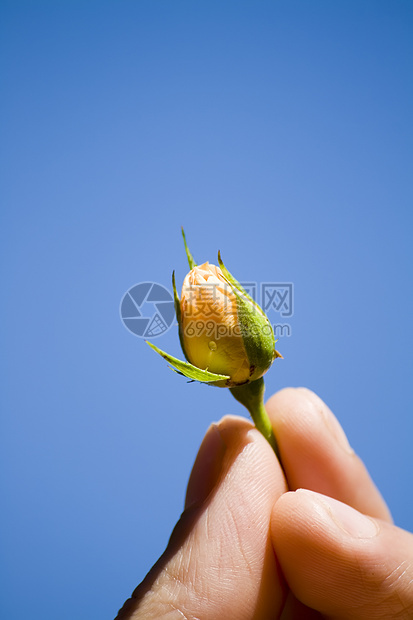 手中间有玫瑰花男性脆弱性天空蓝色礼物男人玫瑰橙子图片