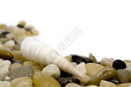 花彩宝石上的海壳圆形棕色黄色宏观黑色白色鹅卵石石头贝壳图片