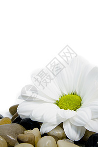 花彩宝石上美丽的白菊花石头黄色宏观雏菊白色圆形棕色黑色鹅卵石背景图片