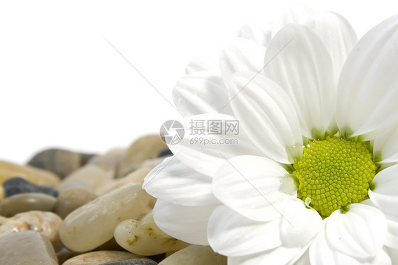 花彩宝石上美丽的白菊花雏菊宏观黄色棕色黑色石头圆形鹅卵石白色图片