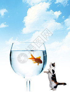 猫和鱼房子天空水族馆行动运动金子黄色夫妻蓝色气泡图片