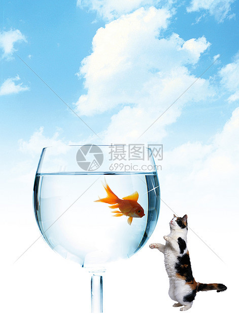 猫和鱼房子天空水族馆行动运动金子黄色夫妻蓝色气泡图片