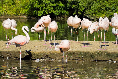 火烈鸟风景脖子反射动物园丛林旅行池塘热带羽毛生活图片
