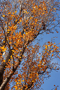 Birch树蓝色桦木日光天空背景图片