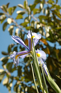 伊瑞斯生活紫色场地绿色季节鸢尾花植物季节性精神图片