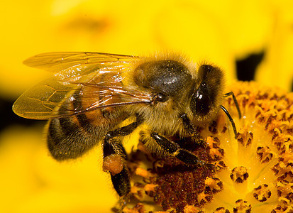 蜜蜂在花朵上荒野昆虫蜂蜜花瓣翅膀黄色粉色花粉花园活力图片