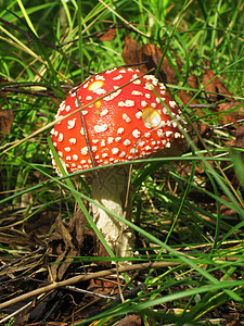 森林里的穆什拉姆斯叶子菌类季节苔藓棕色植物蘑菇地面宏观植物群图片