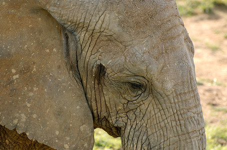 大象力量树干植物象牙身体獠牙耳朵野生动物动物植物群图片