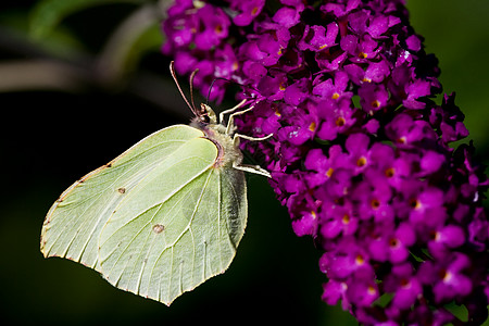布里斯通蝴蝶宏观昆虫紫色花园丁香白色衬套植物野生动物环境图片