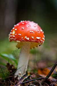 魔术蘑菇魔法菌类毒蝇精神危险宏观植物白色林地活性图片