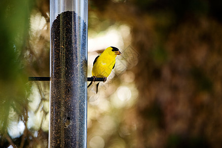 黄金芬奇荒野野生动物男性鸣禽异国森林观鸟雀科种子黄色图片