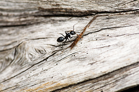 Ant 宏黑色宏观漏洞昆虫蚂蚁图片