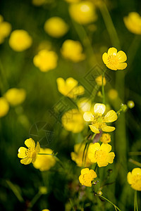 黄花花球状宏观种子草地墙纸荒野黄色曲线野花球茎图片