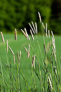野草背景气室生长沼泽绿色狐尾植物草坪图片