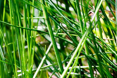 青质植物绿色环境杂草公园生态图片